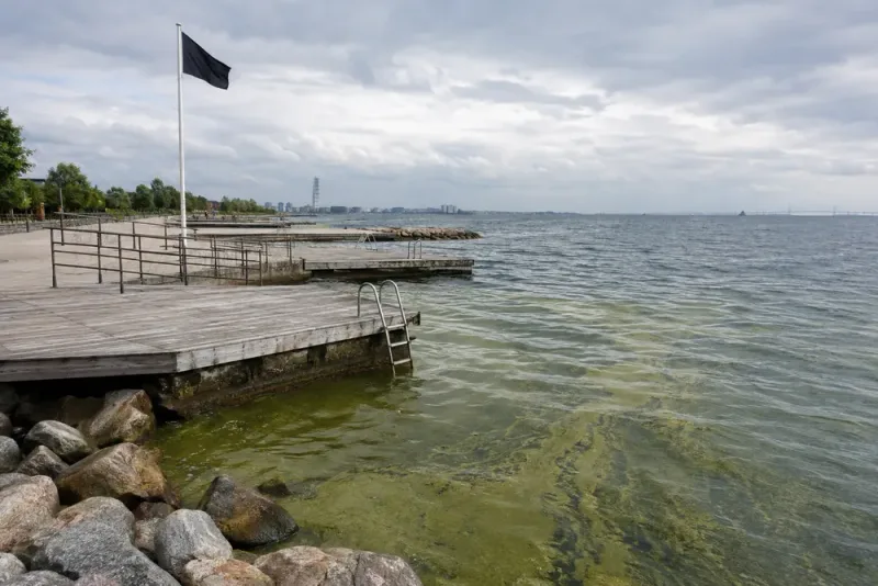 Badavrådan återinförs efter ny algblomning i Malmö