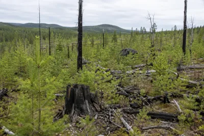 Jens Enberg byggde upp skogen efter storbranden