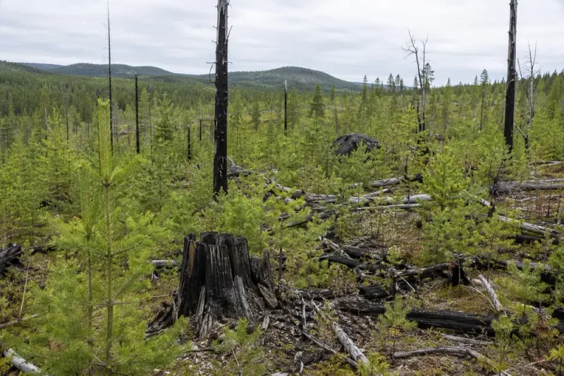 Jens Enberg byggde upp skogen efter storbranden