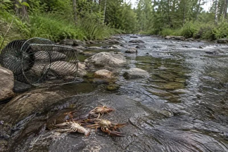 Kräftpest konstaterad i Galvån – fiske stoppas