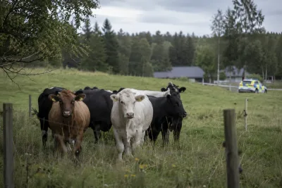 Man i 80-årsåldern död efter koattack i hage