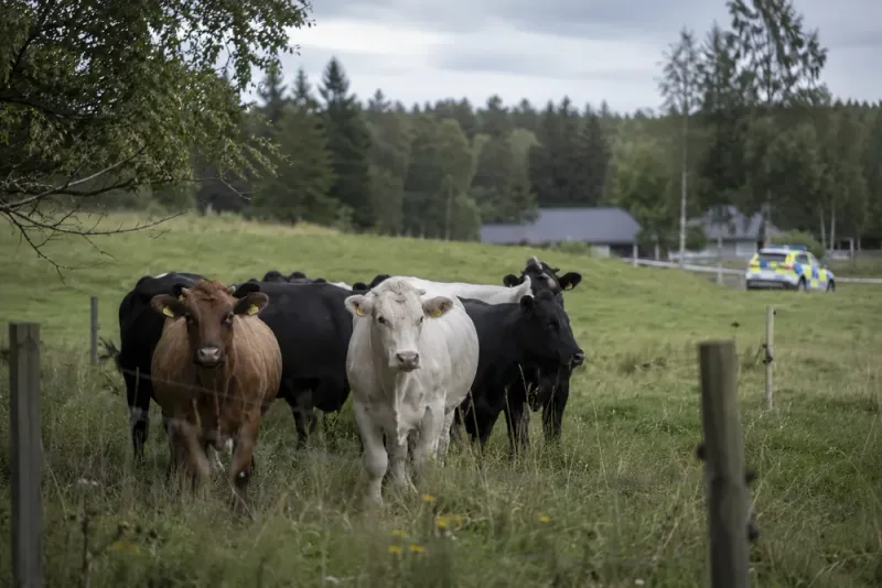 Man i 80-årsåldern död efter koattack i hage