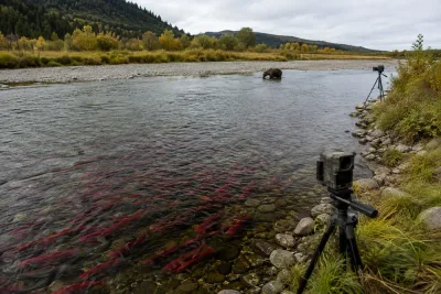 Svenskt slow tv-team hjälper ny lax-sändning i Alaska