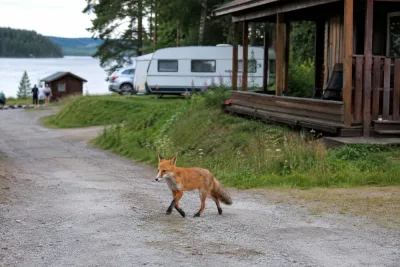 Närgången räv fortsätter besöka camping vid Angsjön