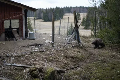 Järvangrepp på fjäderfän leder till ersättningsansökan