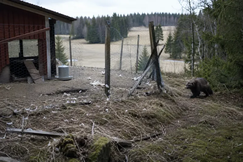 Järvangrepp på fjäderfän leder till ersättningsansökan