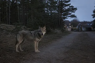 Varg skjuten efter närgångna möten med barn