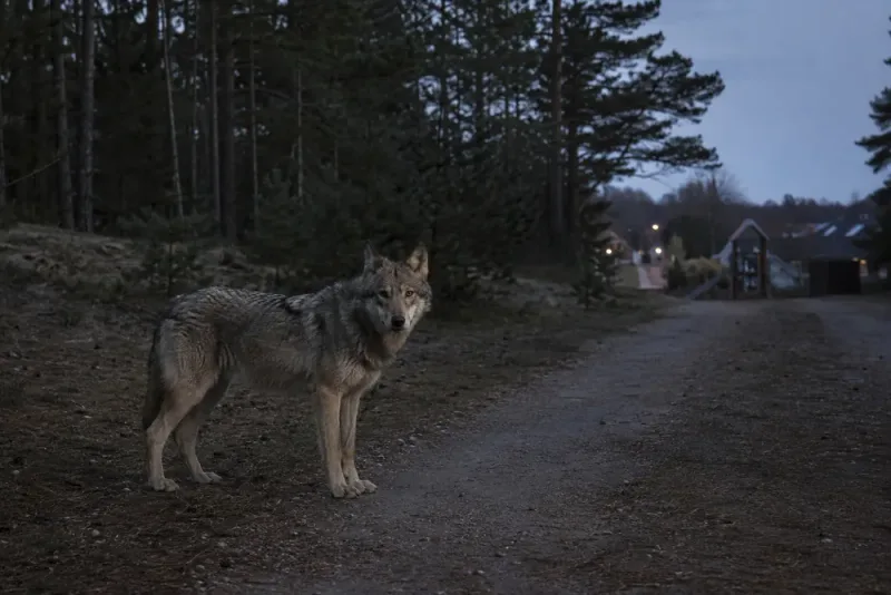 Varg skjuten efter närgångna möten med barn