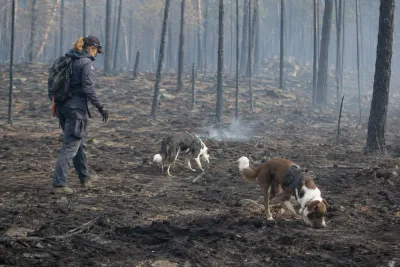 Skogsbrandhundar söker dold glöd efter bränder