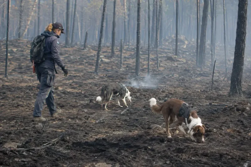 Skogsbrandhundar söker dold glöd efter bränder