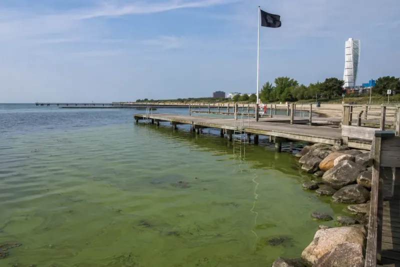 Algblomning stoppar havsbad vid Malmös stränder