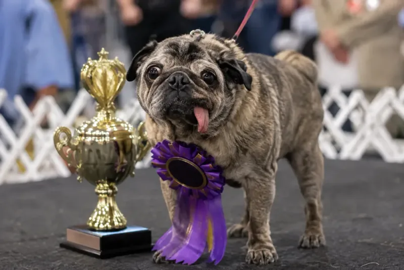 Jinny Lu vann världens fulaste hund