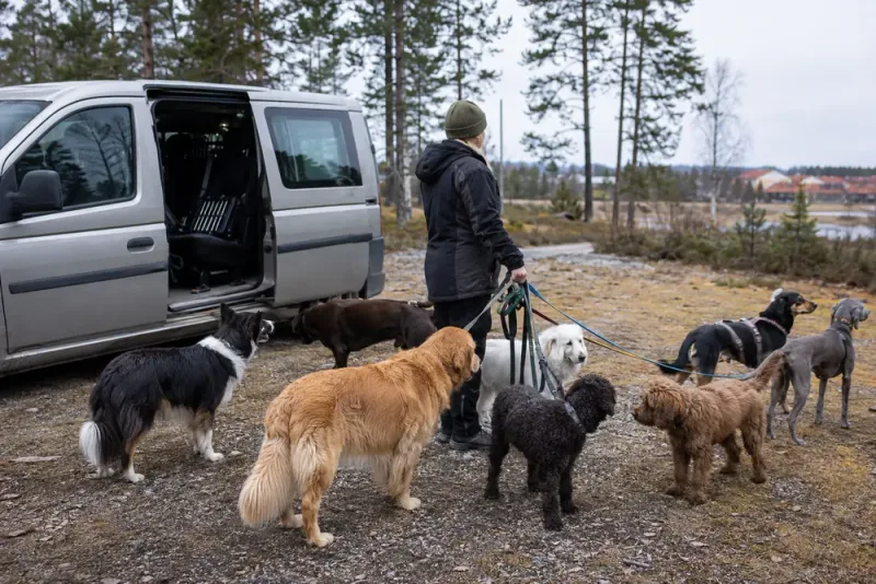 Mobilt hunddagis i Luleå fullbelagt efter 14 år