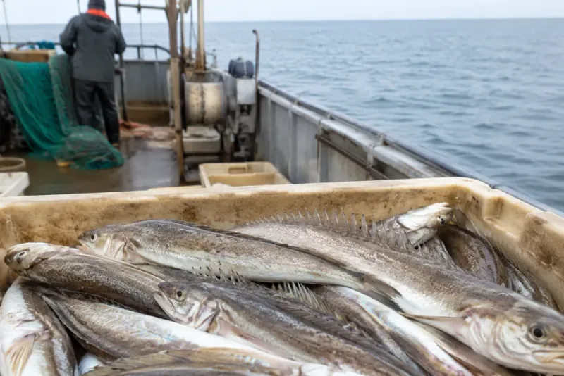 Rekordmängder fjärsing öppnar för nytt fiske