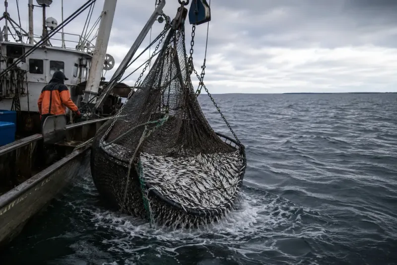 Nya fiskekvoter föreslås för Östersjön