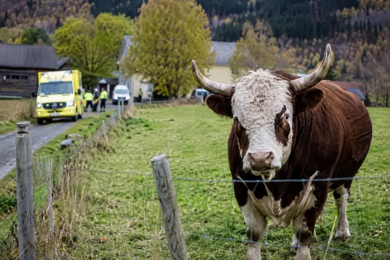 Oxeattack kostade äldre man livet