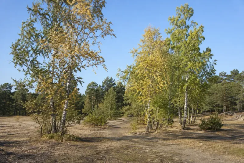 Torka får träd att gulna redan i augusti