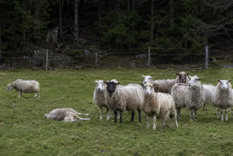 Varg dödade får i Vaggeryds kommun