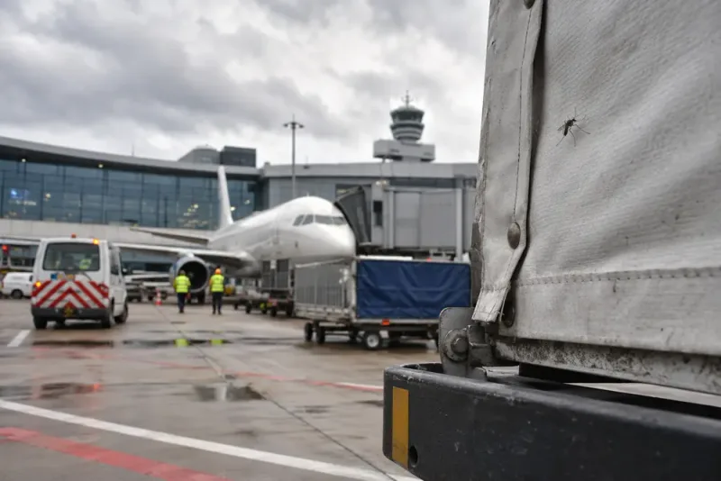 Två döda efter ovanlig malariasmitta på Frankfurt Airport