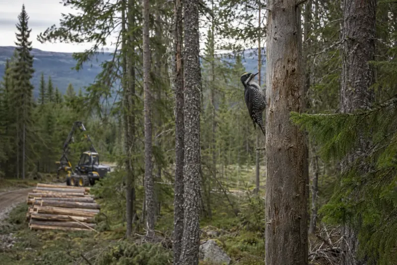 BirdLife överklagade 156 avverkningsärenden på ett halvår
