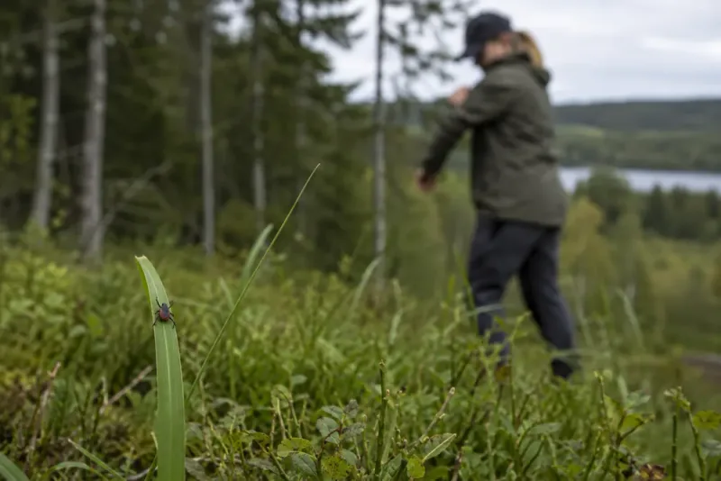 Fyra TBE-fall i Västernorrland – högsta nivån på tio år