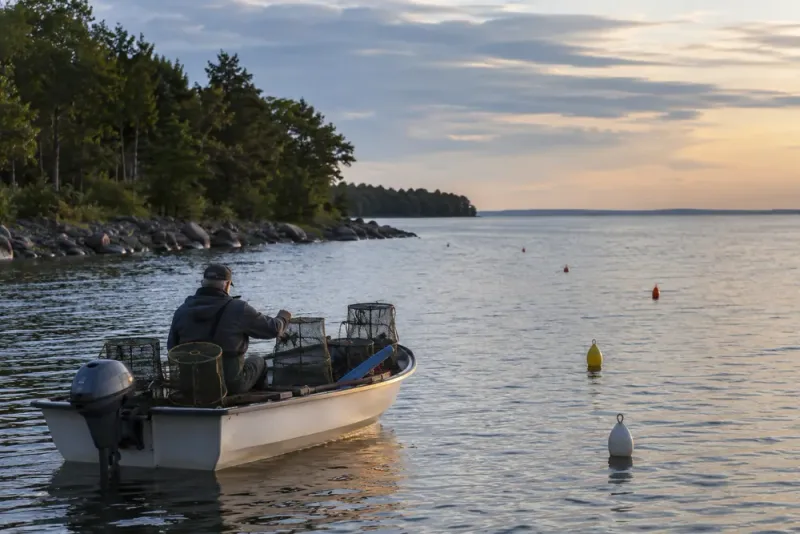 Kräftfisket öppnar i Vättern – hårda regler gäller