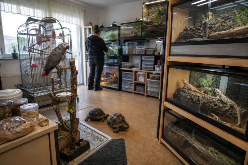 Cheyenne van Keeken har över 50 djur hemma