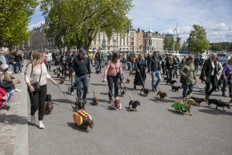 Över tusen taxar fyllde Stockholms parad