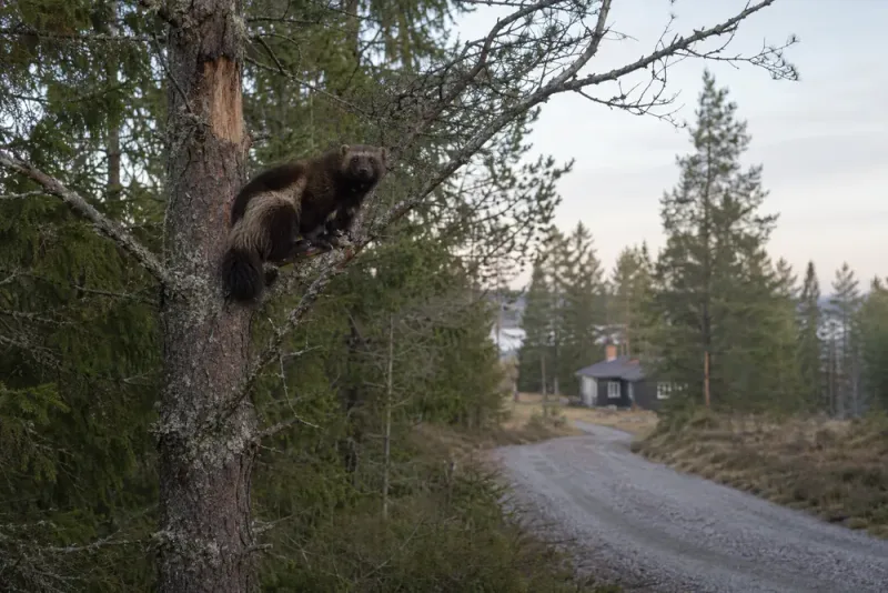 Järv klättrade upp i träd nära Tavelsjö