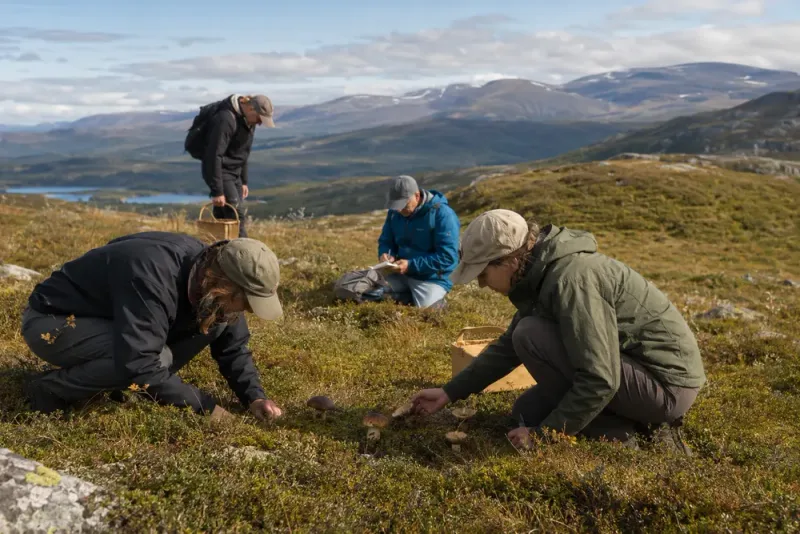 Svampinventering kartlade sällsynta arter i fjällen