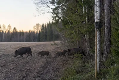Ny metod skattar Sveriges vildsvin till 318 000