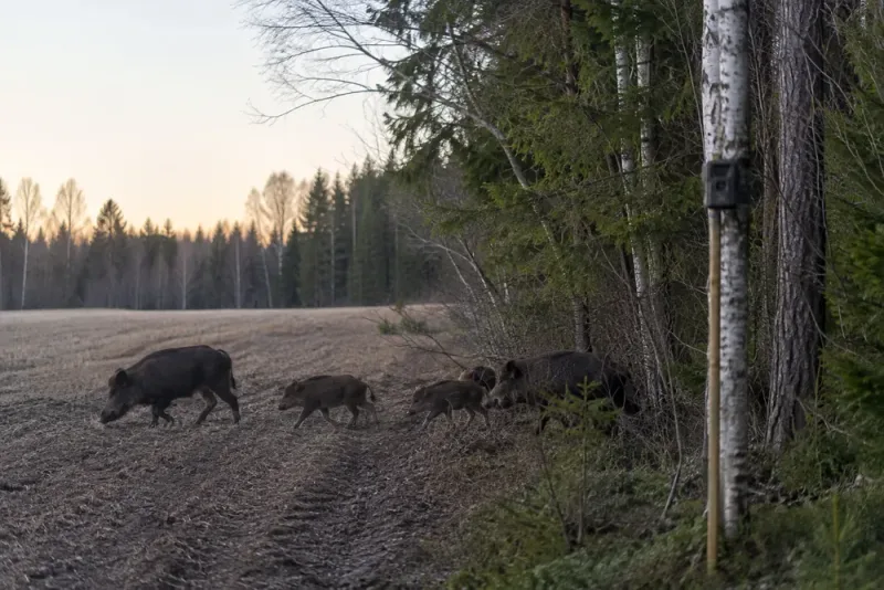 Ny metod skattar Sveriges vildsvin till 318 000