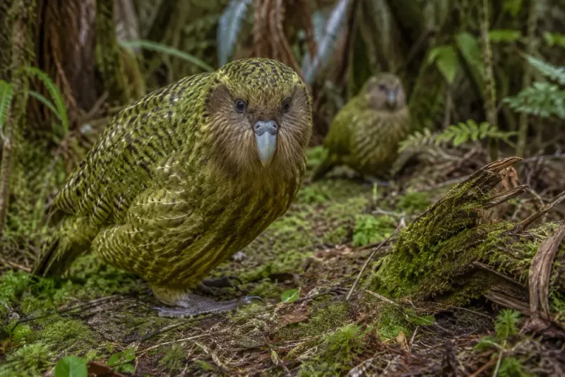 Kākāpō når högsta antalet på 75 år