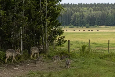 Majoritet av Söderköpingspartierna säger nej till vargrevir