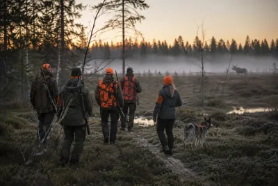 Älgjakten startar med lägre tilldelning i Västerbotten