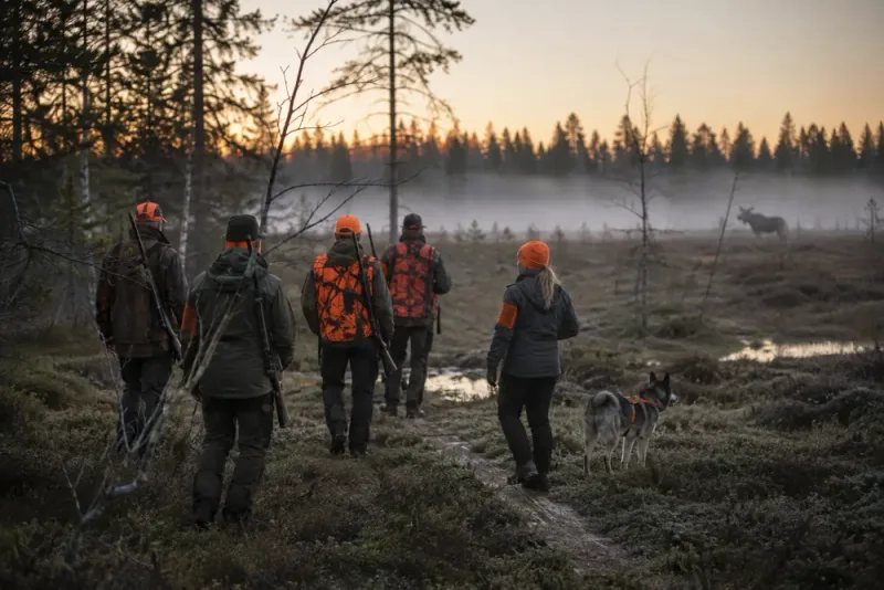 Älgjakten startar med lägre tilldelning i Västerbotten