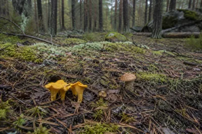 Torr sommar kan försena svampsäsongen i Stockholm