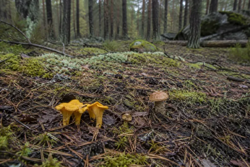 Torr sommar kan försena svampsäsongen i Stockholm