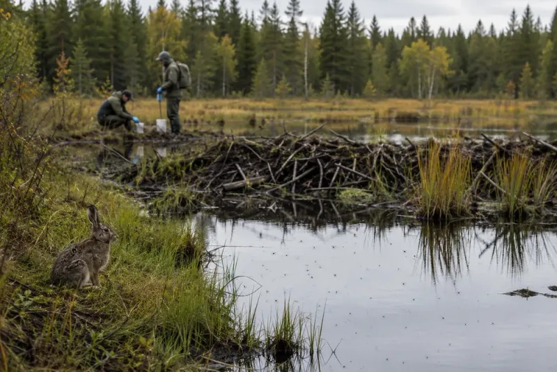Harpestfallen ökar kraftigt i Västerbotten