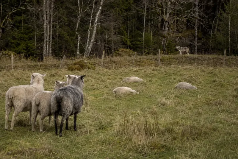 Tre får dödade i nytt vargangrepp i Halland