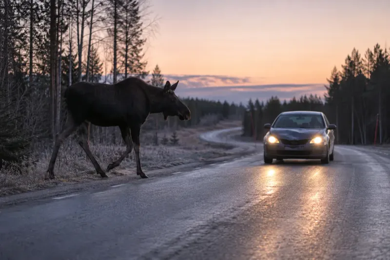 Älgolyckorna ökar kraftigt i Östergötland