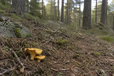 Torkan bromsar svampen på flera håll i landet
