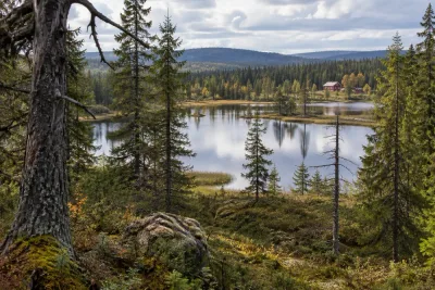 Naturreservat föreslås för skogarna kring Fågelsjö
