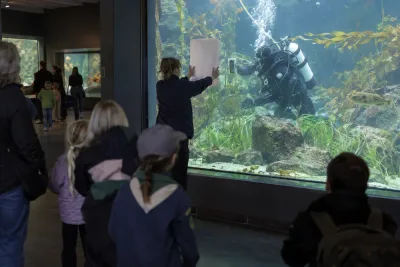 Dykare sköter akvarier inför publik på Malmö museum