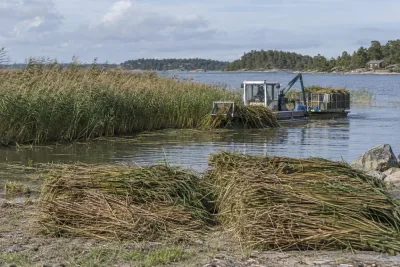 Skördad vass kan bli ny resurs i Östersjön