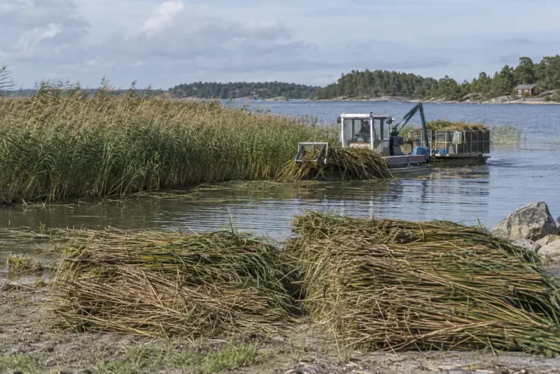 Skördad vass kan bli ny resurs i Östersjön