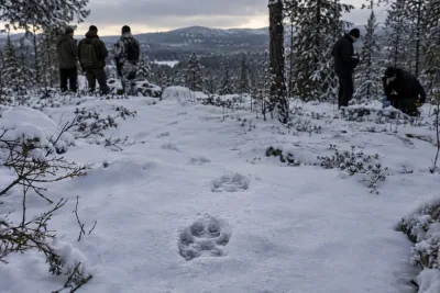Tio män får fängelse efter illegal vargjakt