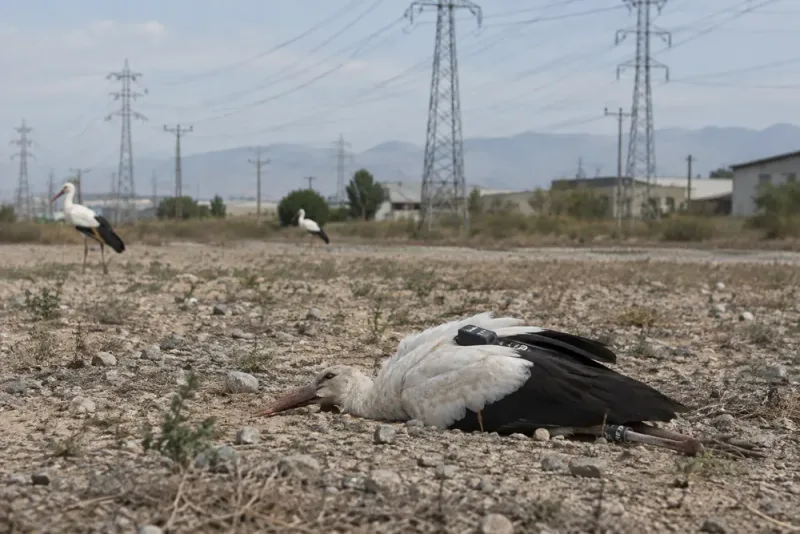 GPS-märkta storken Victoria hittad död i Turkiet