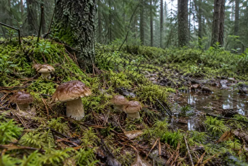 Regnet kan ge sen svampsäsong nytt liv