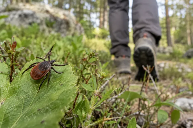 TBE-fallen når rekordnivå i Sverige